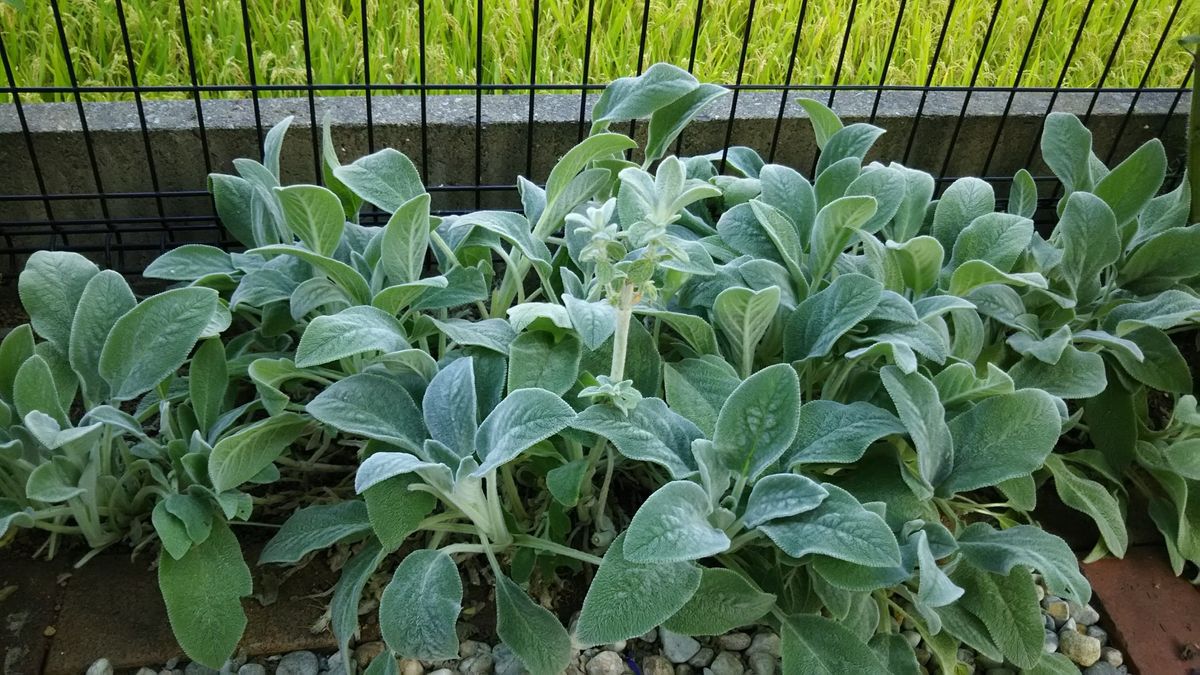 庭のお花が、大きくなりました。(^^)/