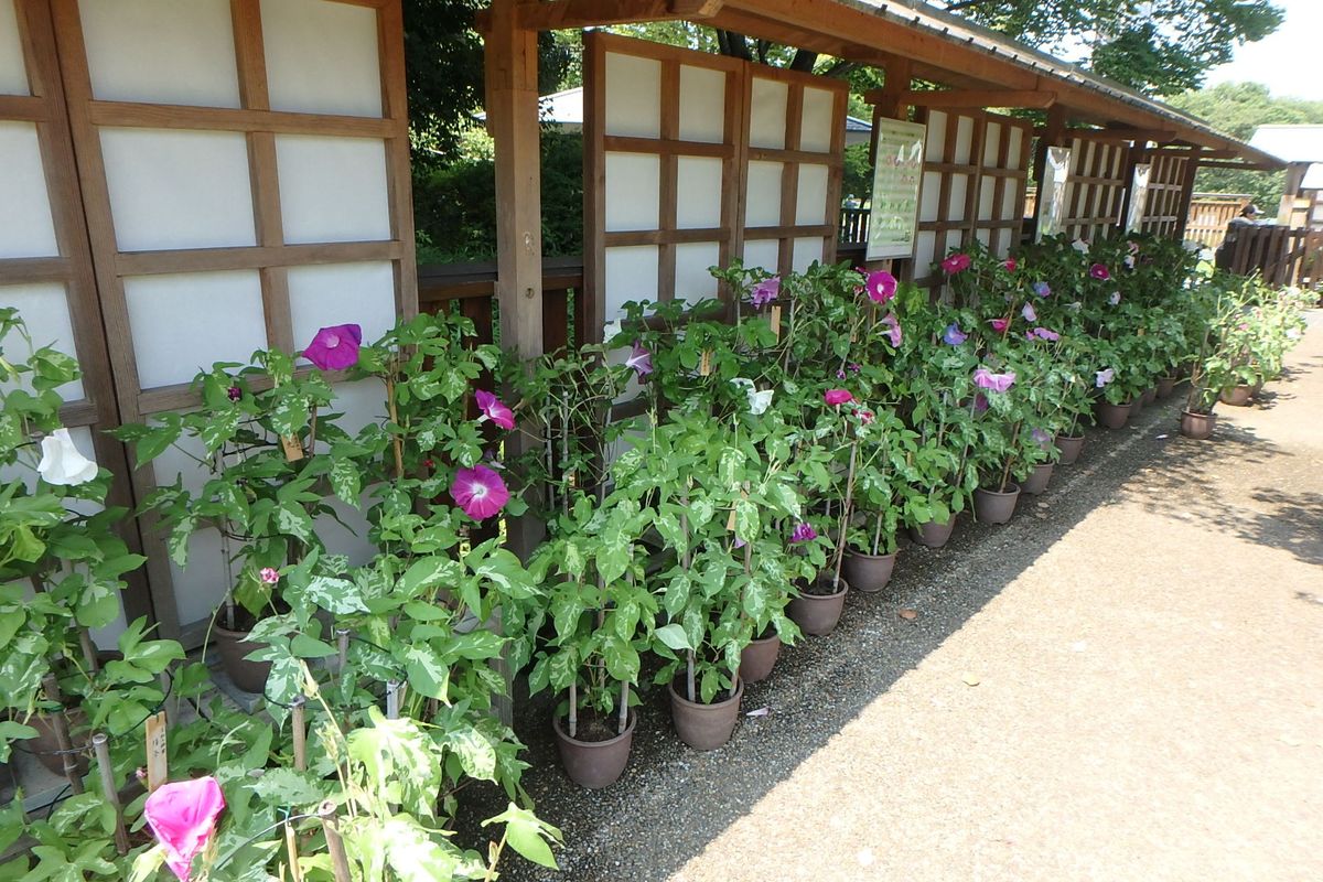 隣町の朝顔展に行って来ました！