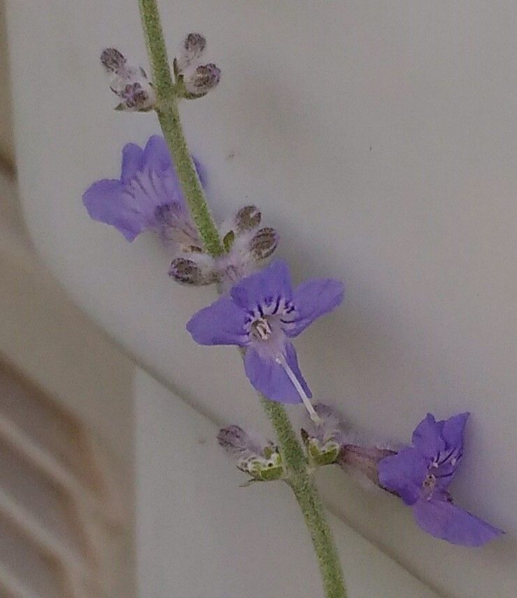 多肉の花