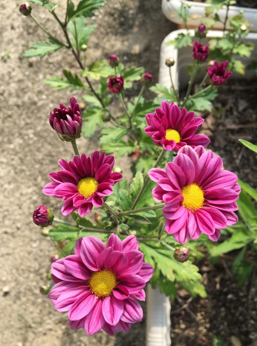 今日の花