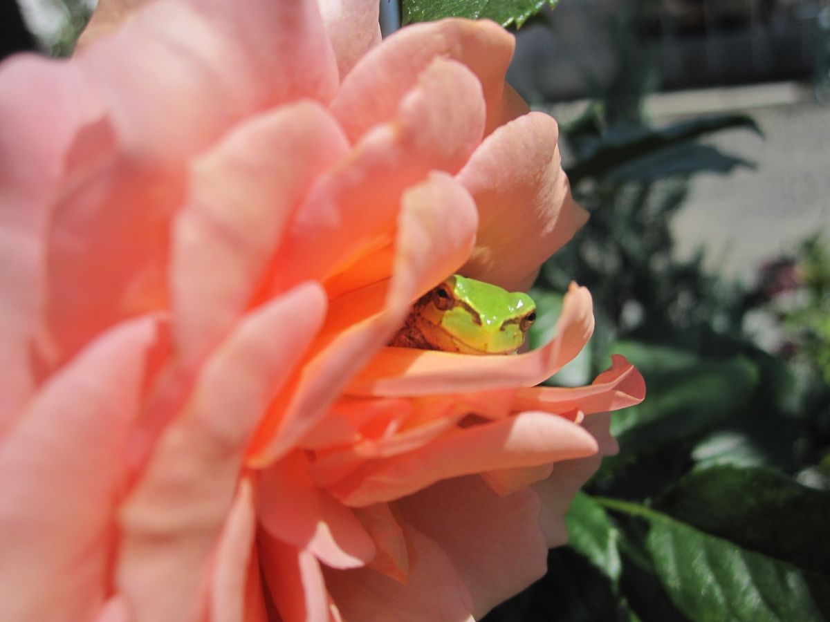 バラとカエル。