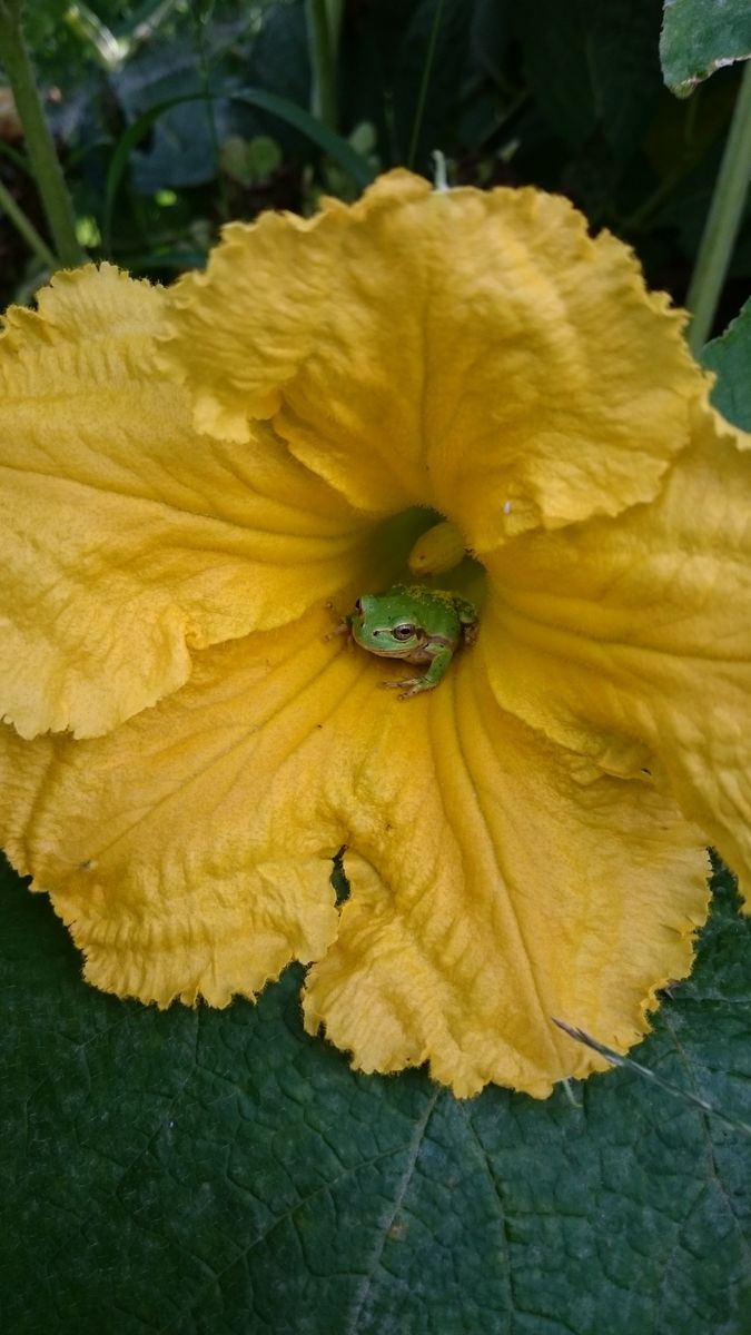  ☆今朝の野菜達☆