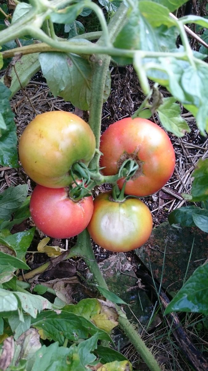  ☆今朝の野菜達☆