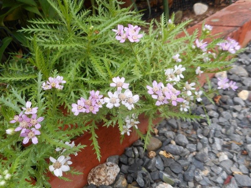 色んなお花と蕾。