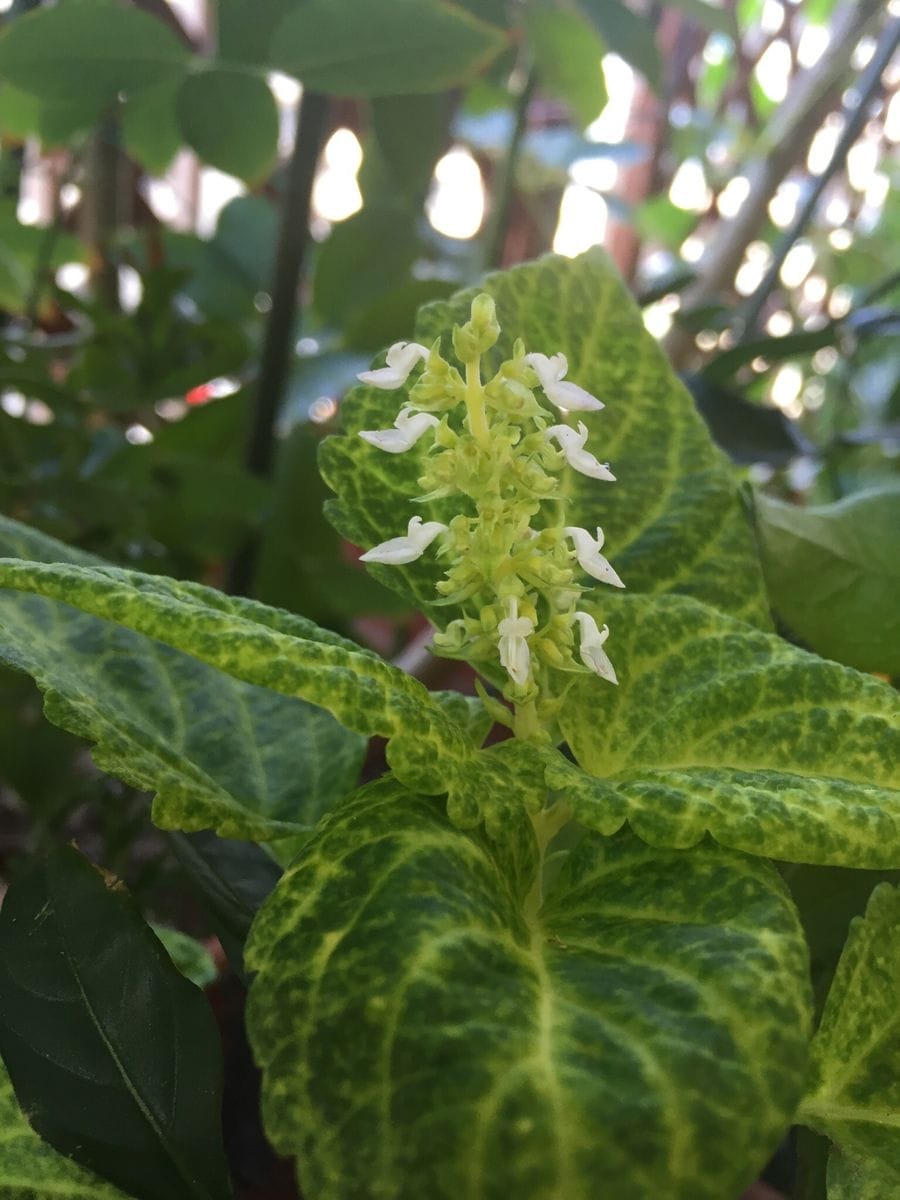 コリウスの白い花