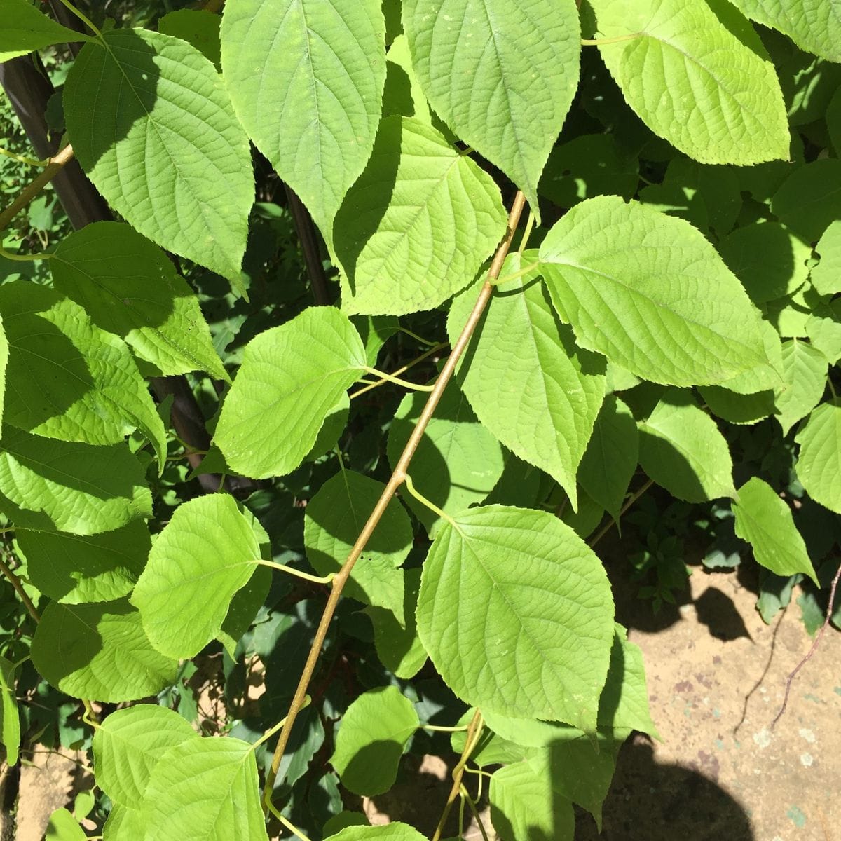 この植物の名前を教えてください。