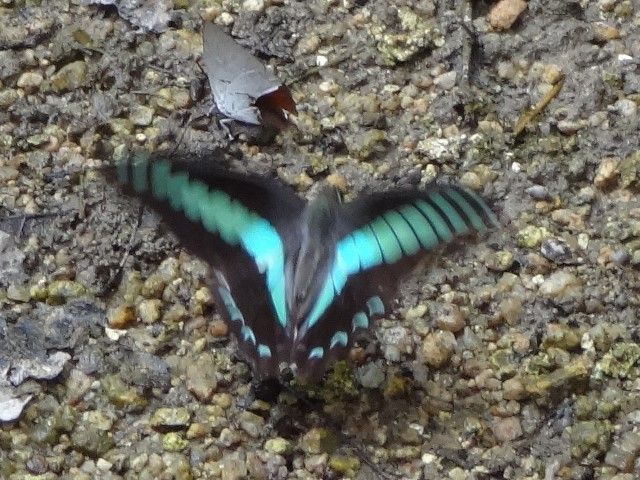 庭の生き物たち