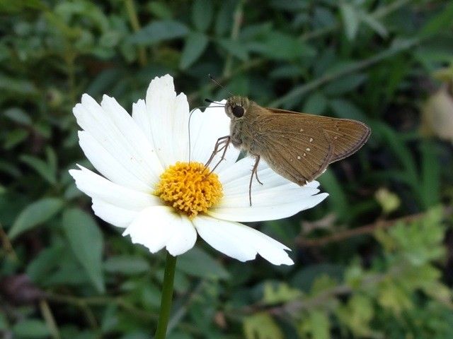 庭の生き物たち