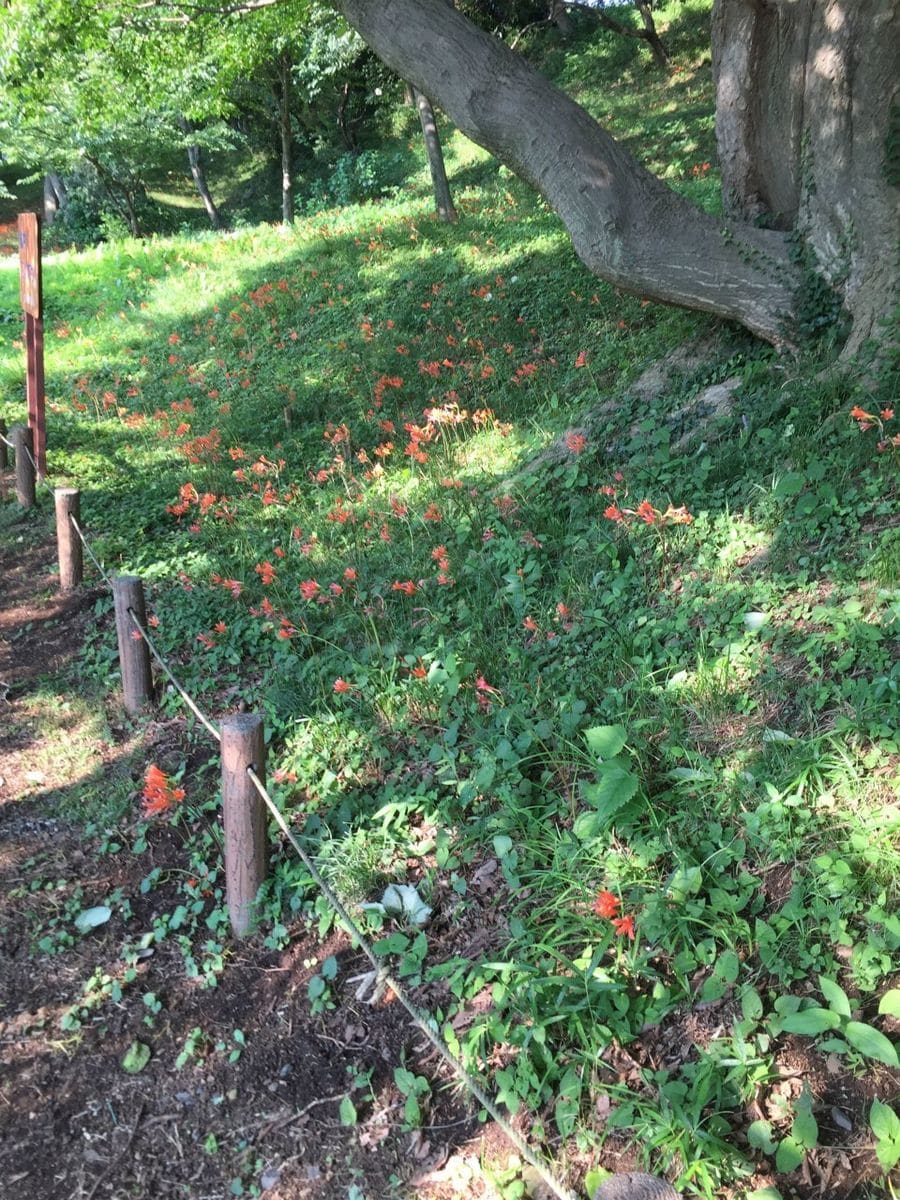 キツネノカミソリの自生地