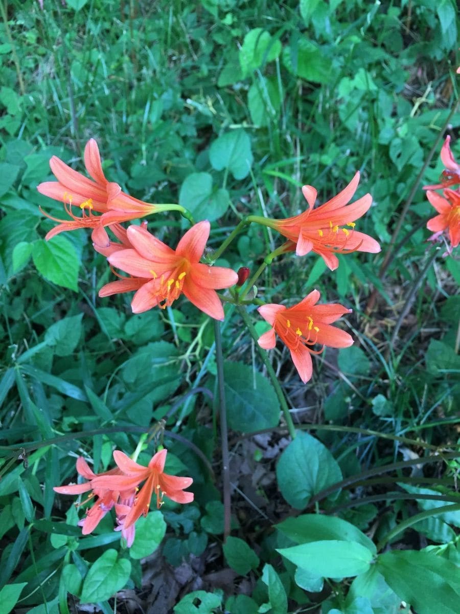 キツネノカミソリの自生地