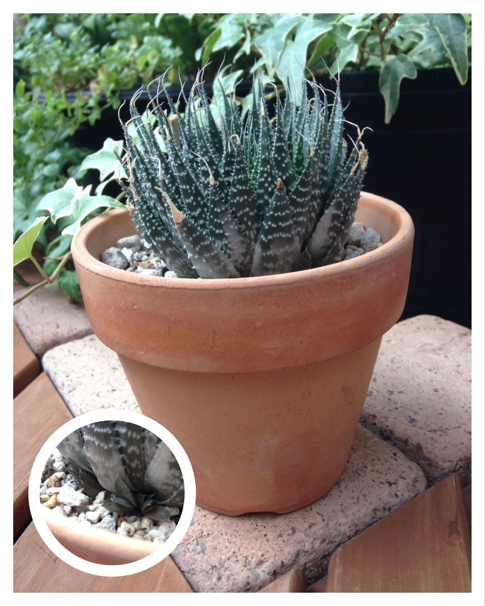 多肉植物の子株とサボテンの花