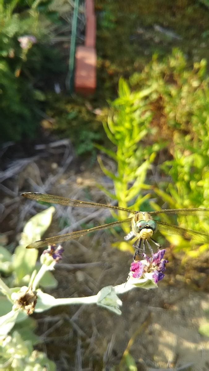 花と虫たちに癒されて