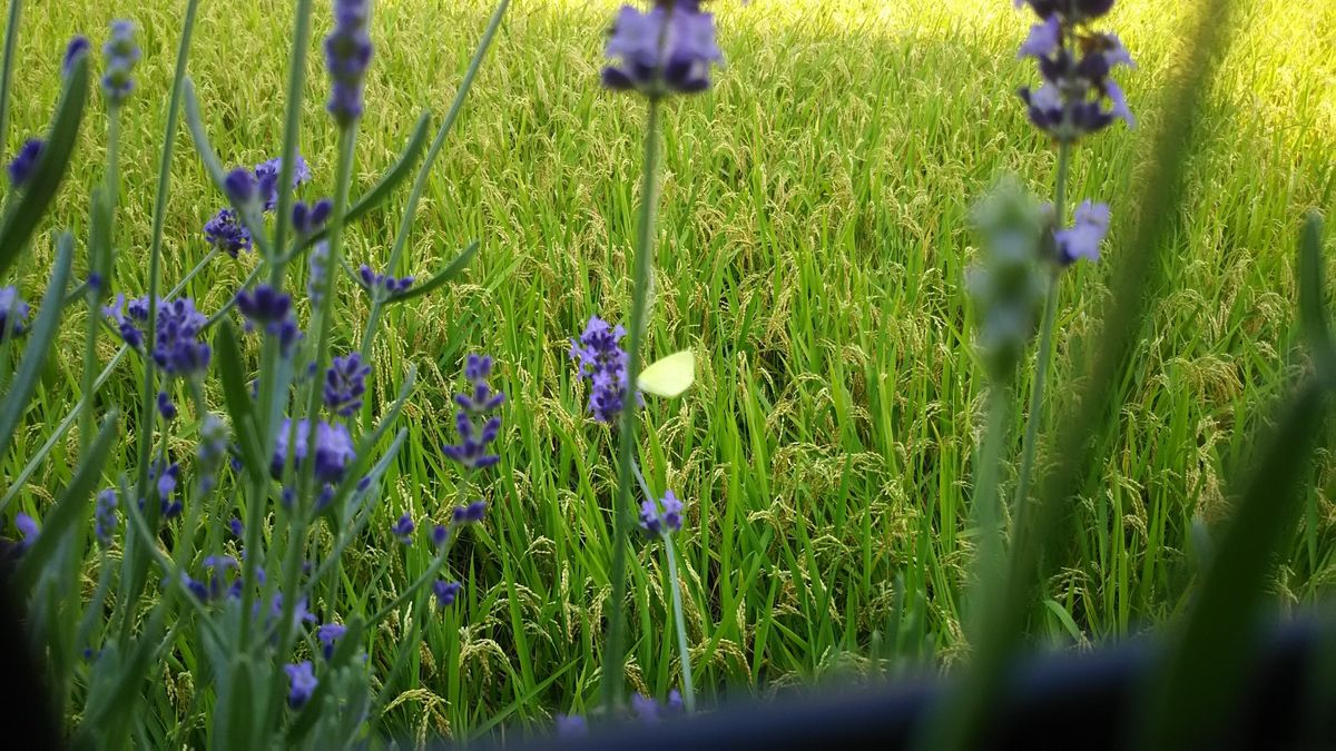 花と虫たちに癒されて