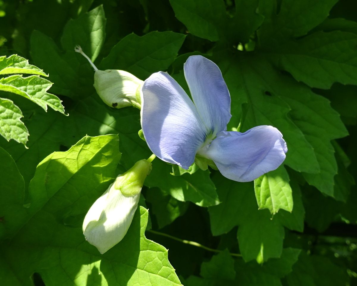 市の大きな公園で　①　（２枚目は虫）