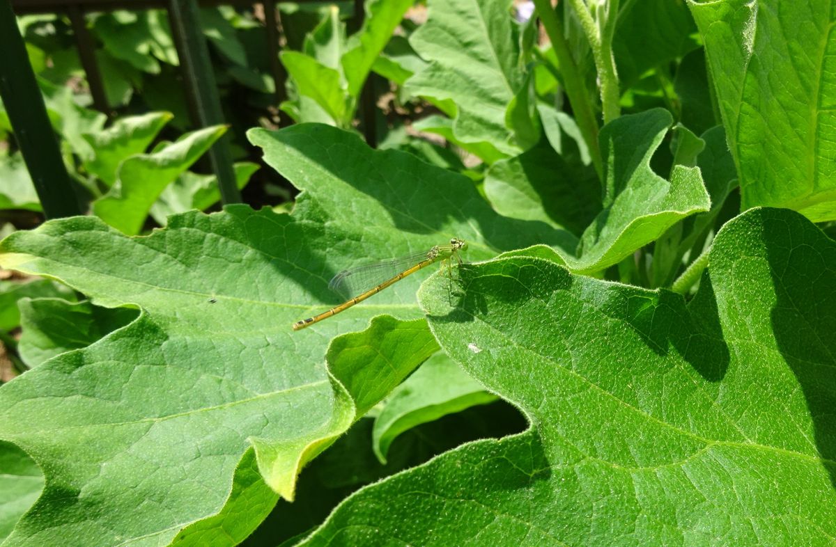 市の大きな公園で　①　（２枚目は虫）