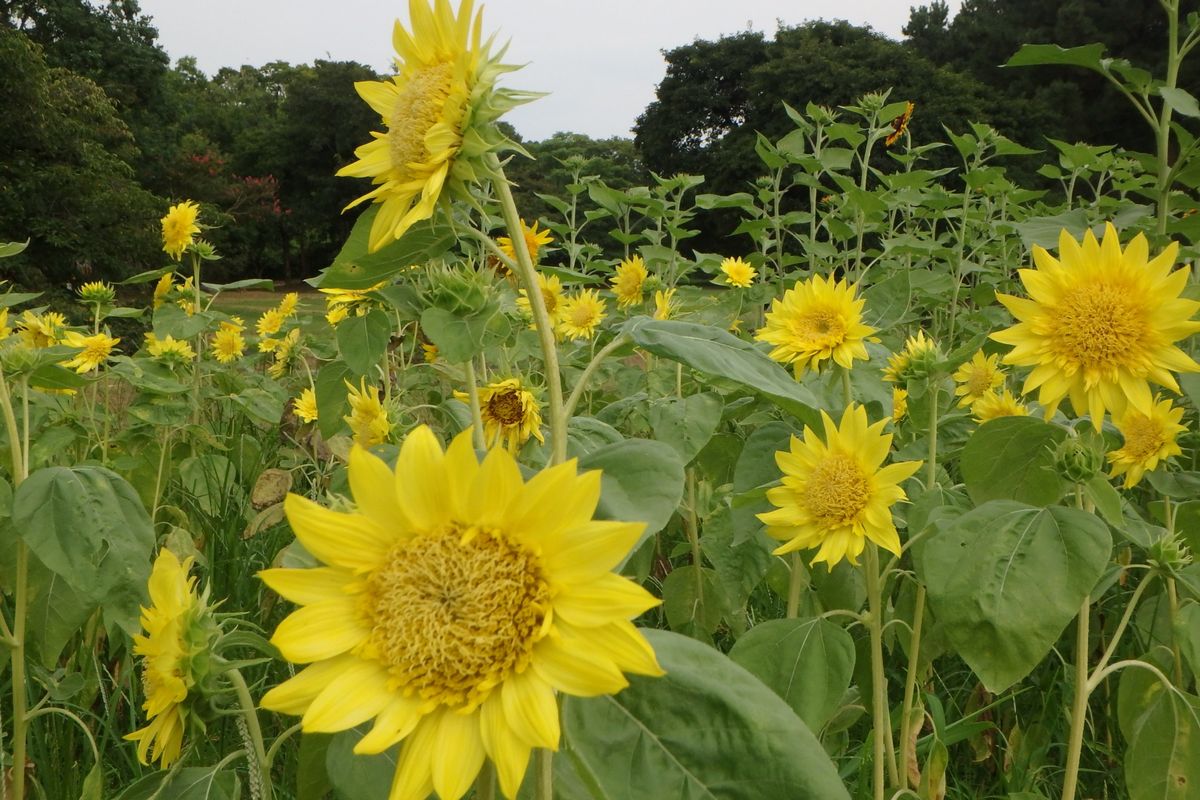 今年のヒマワリ見物（万博公園）