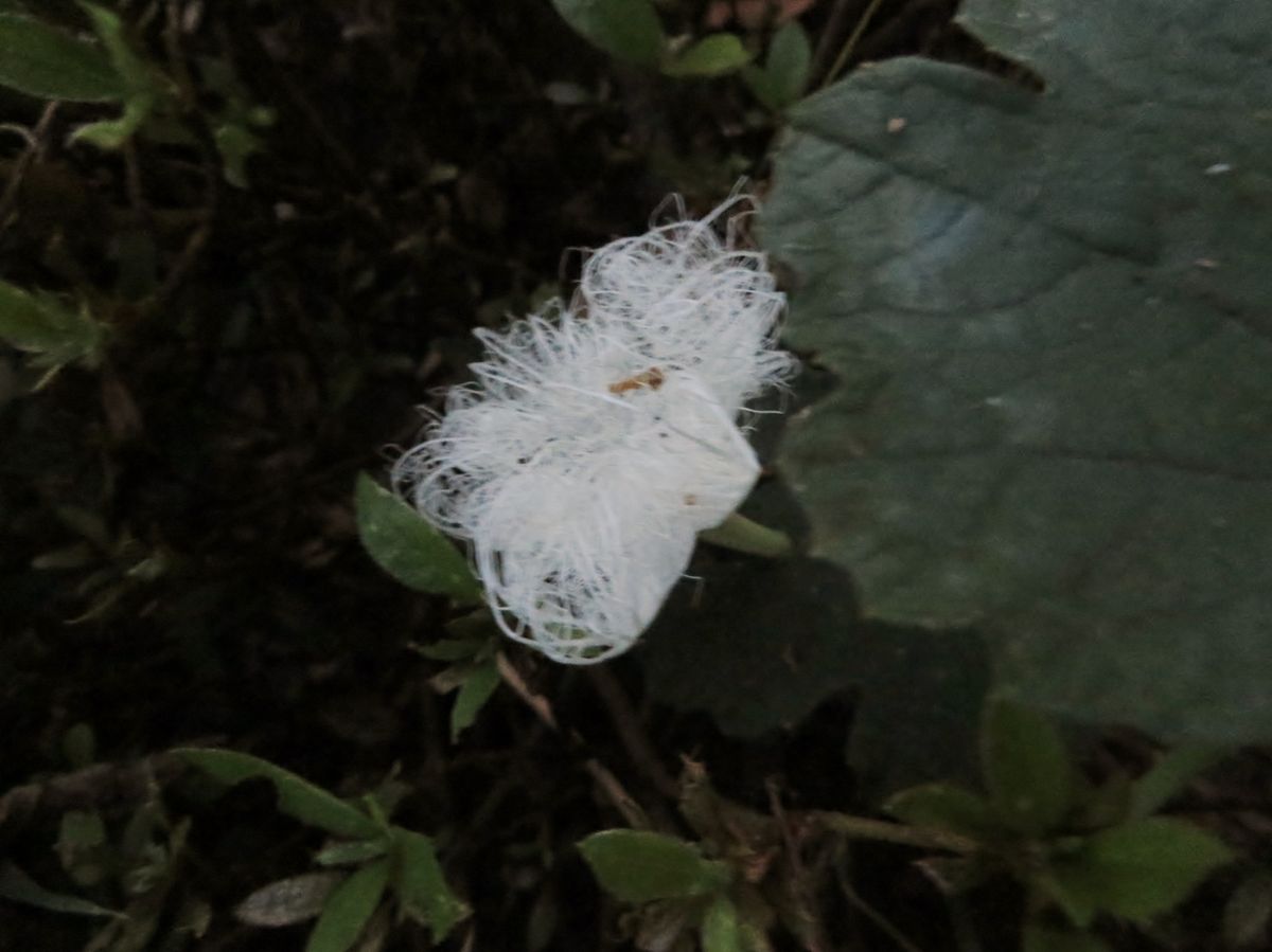 夏の夜の花