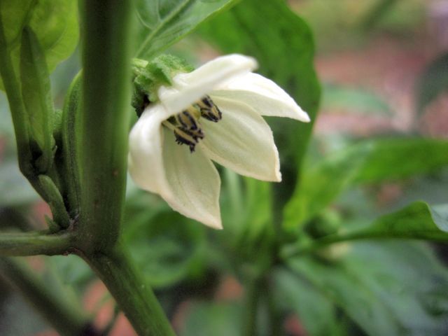 野菜の花達。