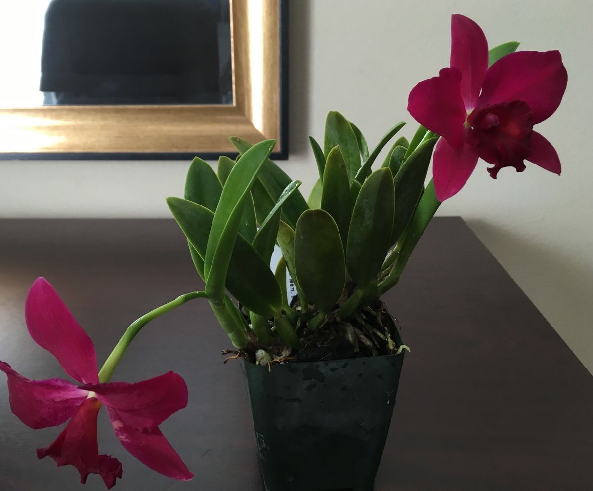 6th Annual Cattleya Symposium: 続3