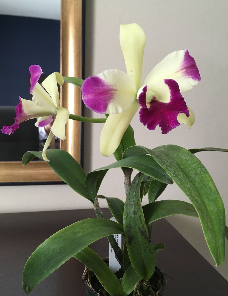 6th Annual Cattleya Symposium: 続3