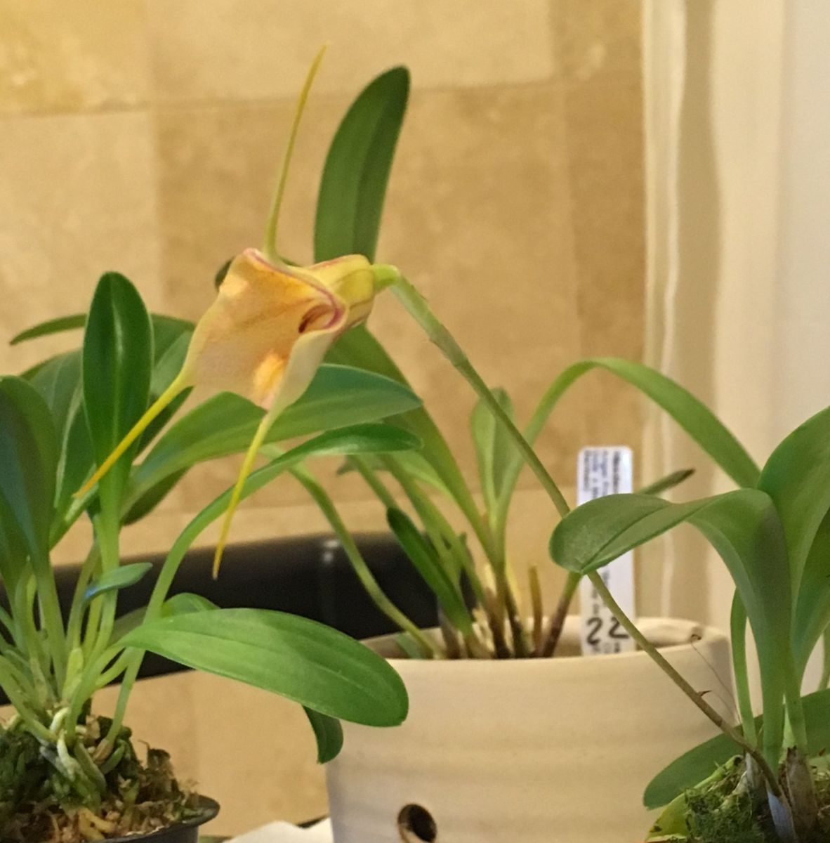 Masdevallia Hybrid: その後