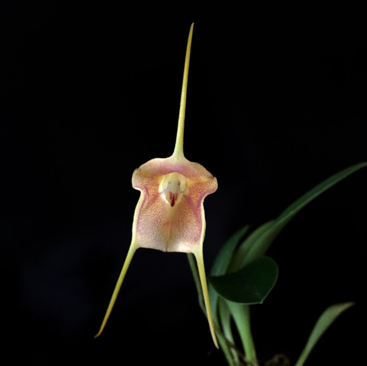 Masdevallia Hybrid: その後