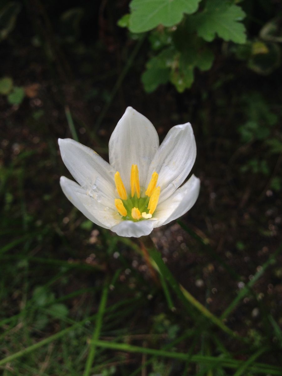 ささやかな花の、色かたち。