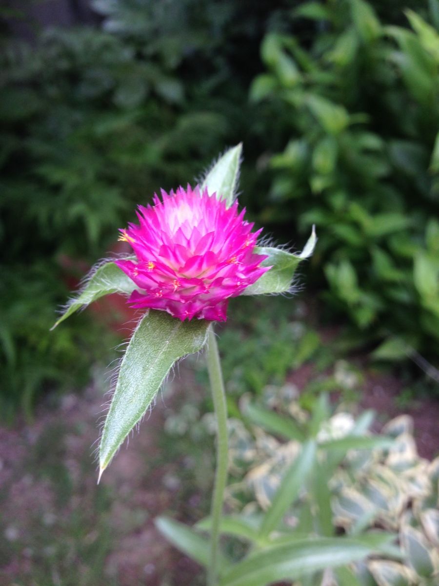 ささやかな花の、色かたち。