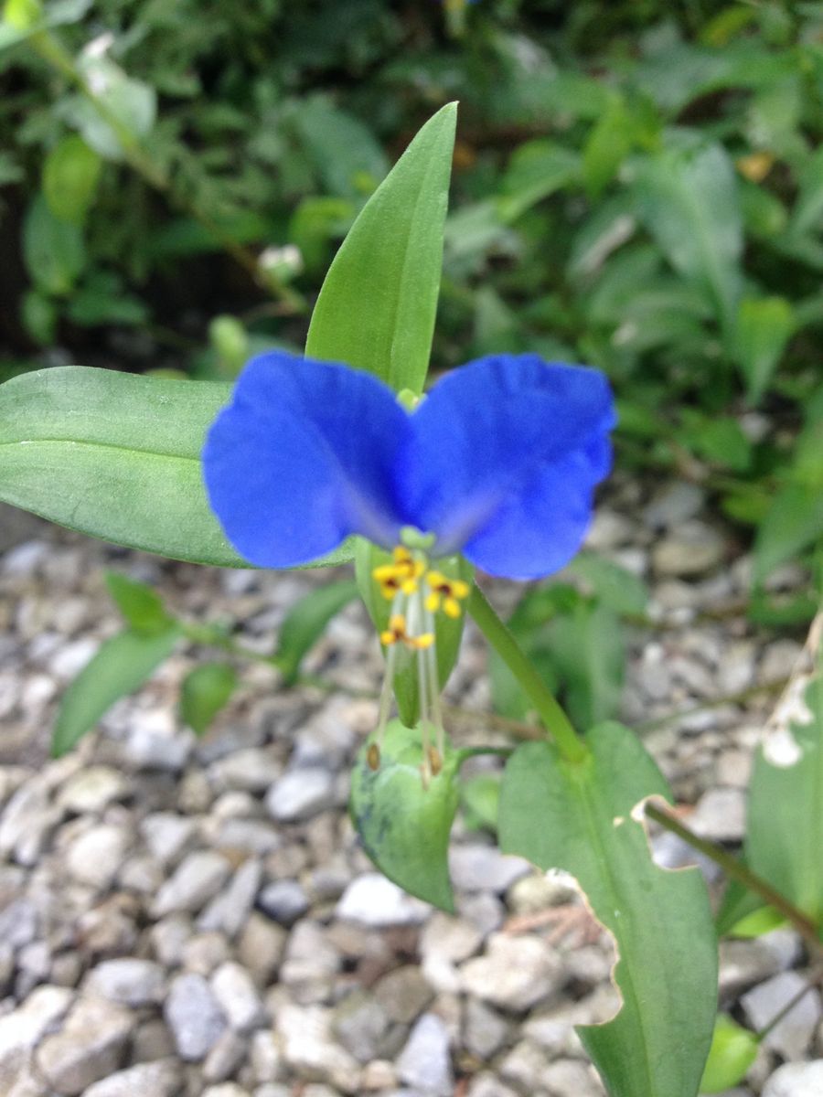 ささやかな花の、色かたち。