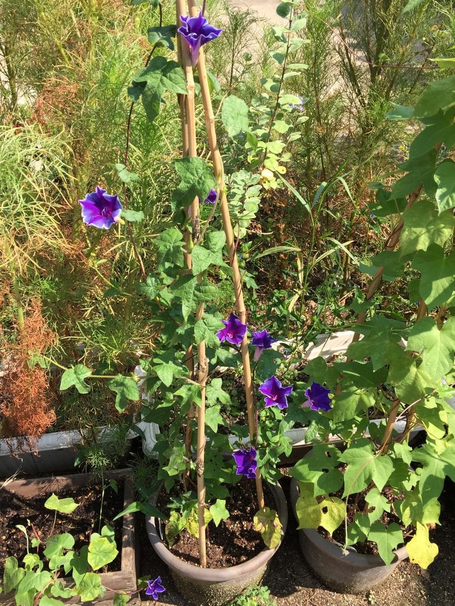 今日の花