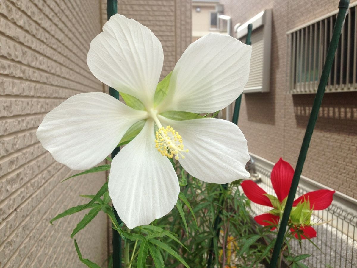 アオイ科のお花