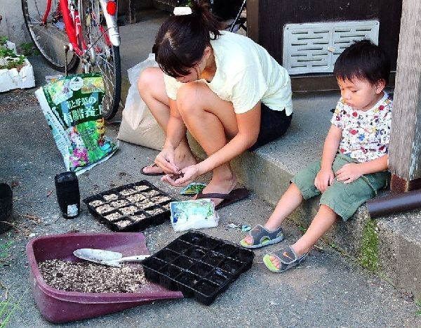 タイ野菜の種まき