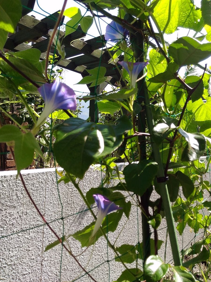 地植え朝顔ちゃんも続々♪