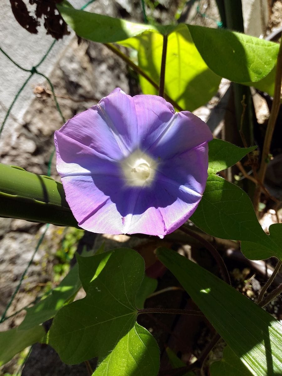 地植え朝顔ちゃんも続々♪