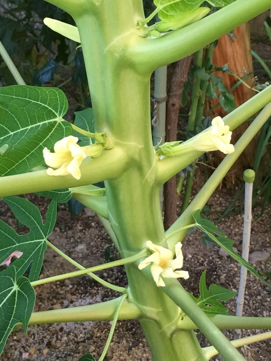 遂に‼️パパイヤ開花⁉️