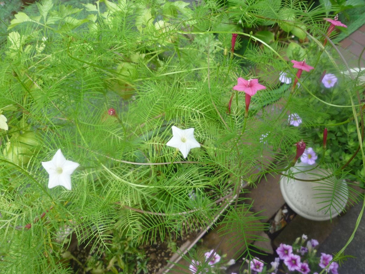 ＨＡＰＰＹな日は花も紅白でお祝い