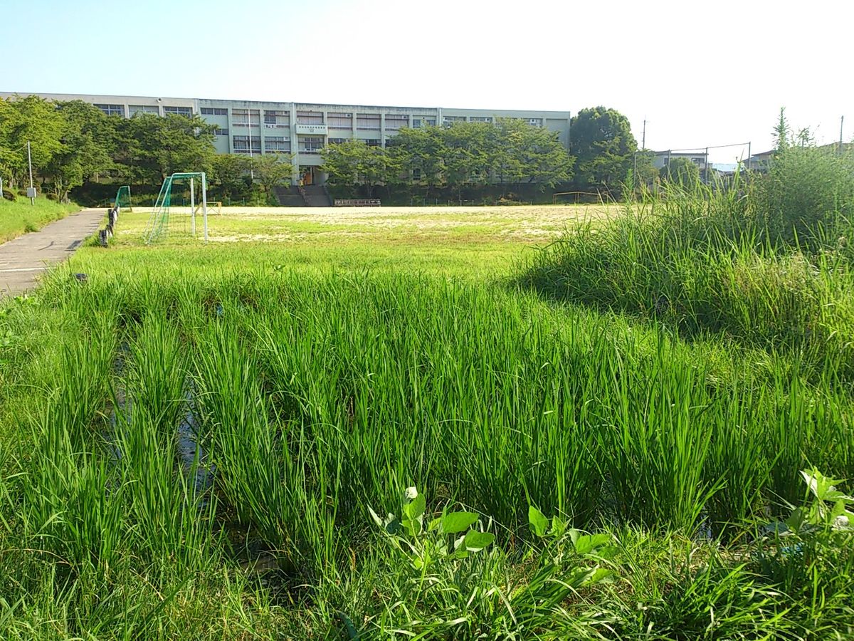 小学校の田んぼ