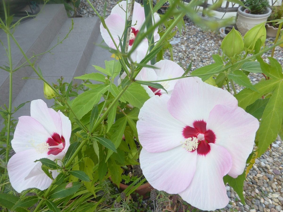 タイタンビカス(アルテミス)とアメリカ芙蓉。