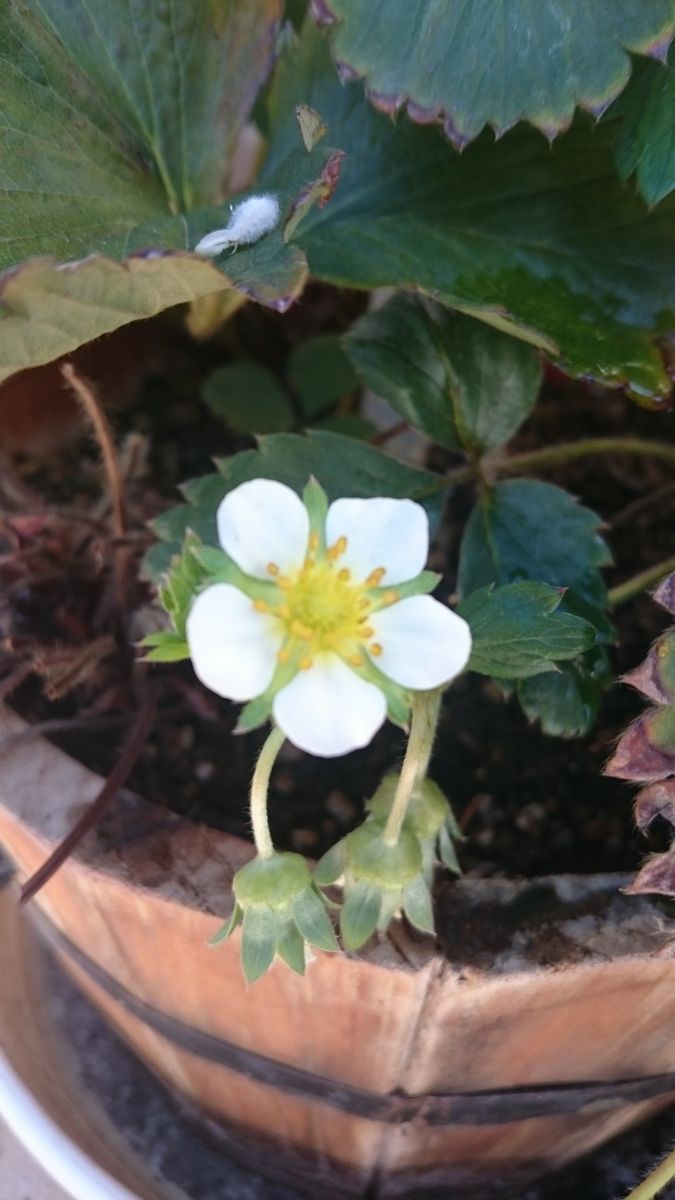 今朝の花(*^^*)