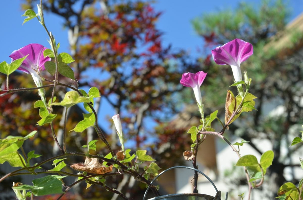 玄関の花から　カトレア、朝顔、ヒマワリ