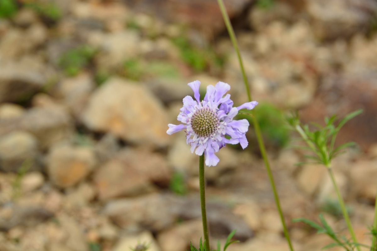 マツムシソウに似た花