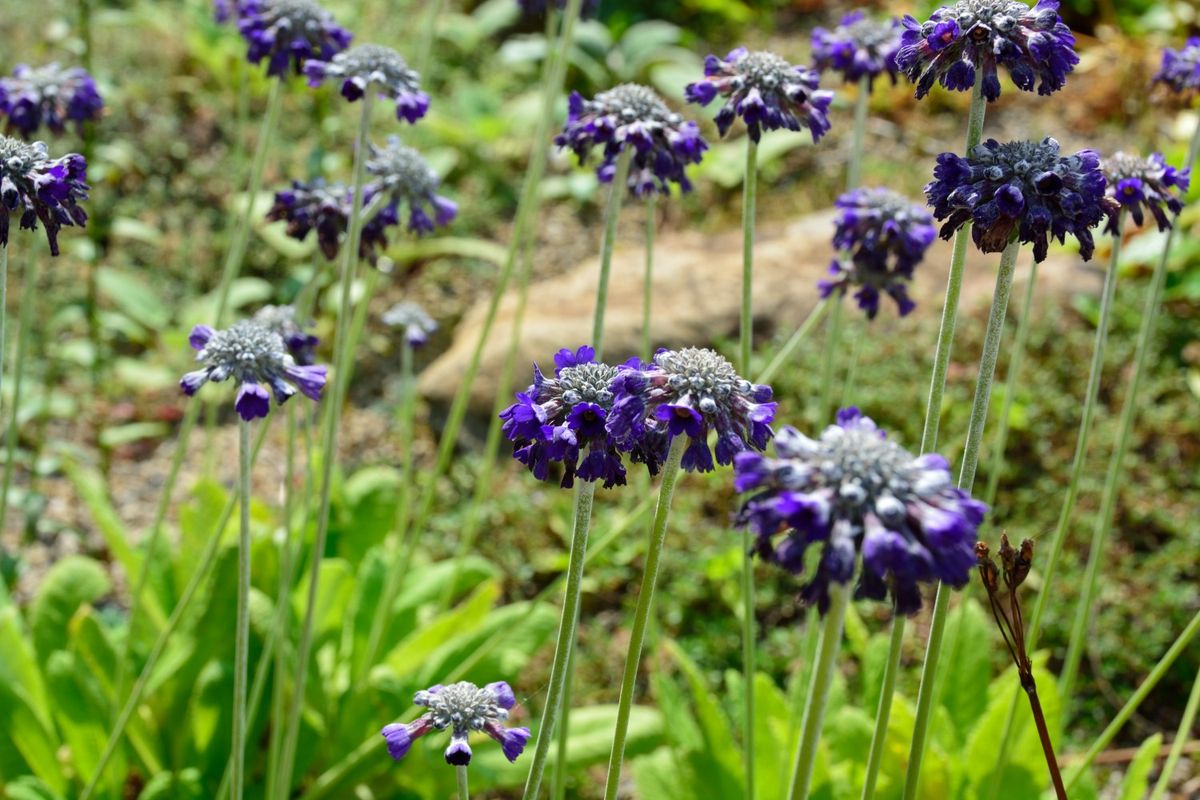 マツムシソウに似た花