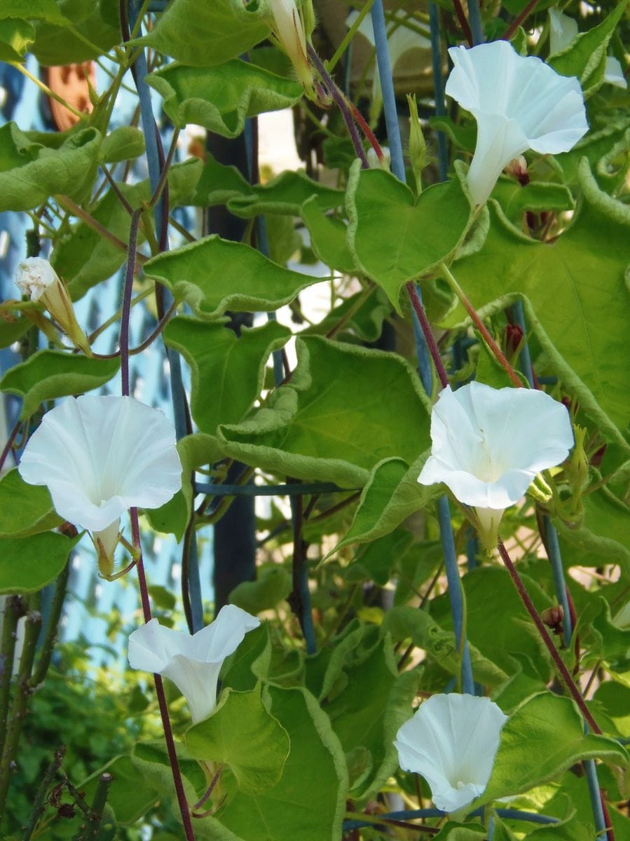 変わったお花の変化朝顔