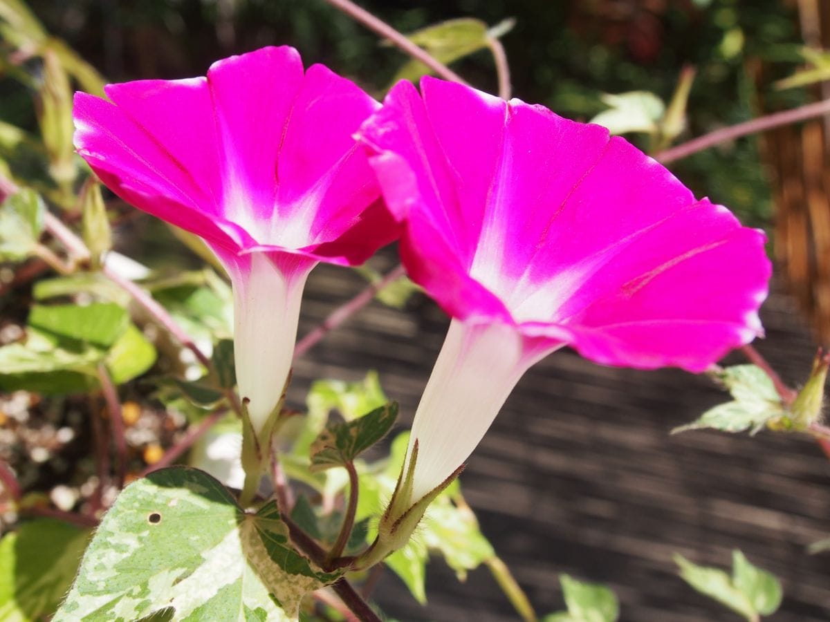 頑張れニッポンの花