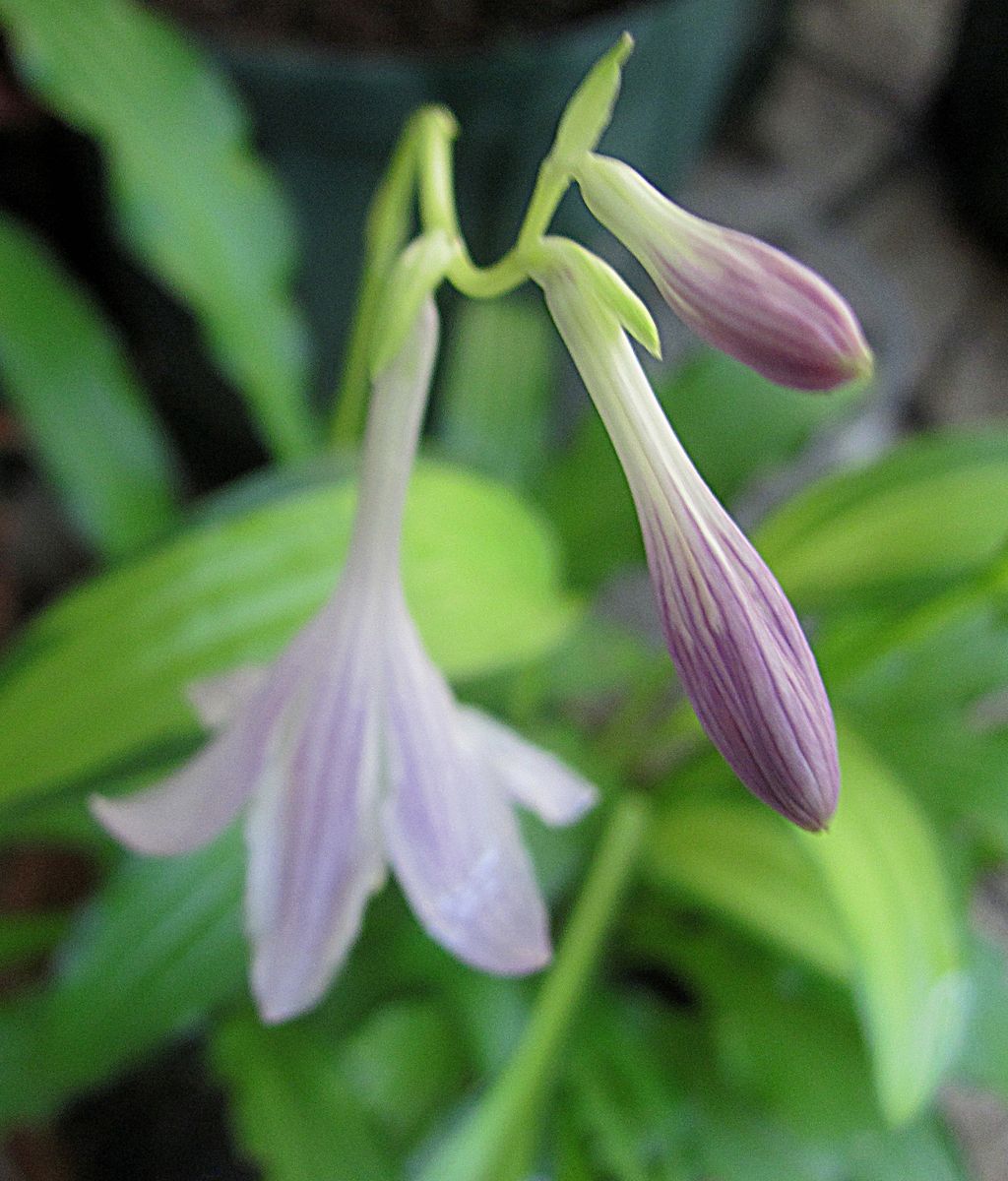 初めての花・ギボウシ