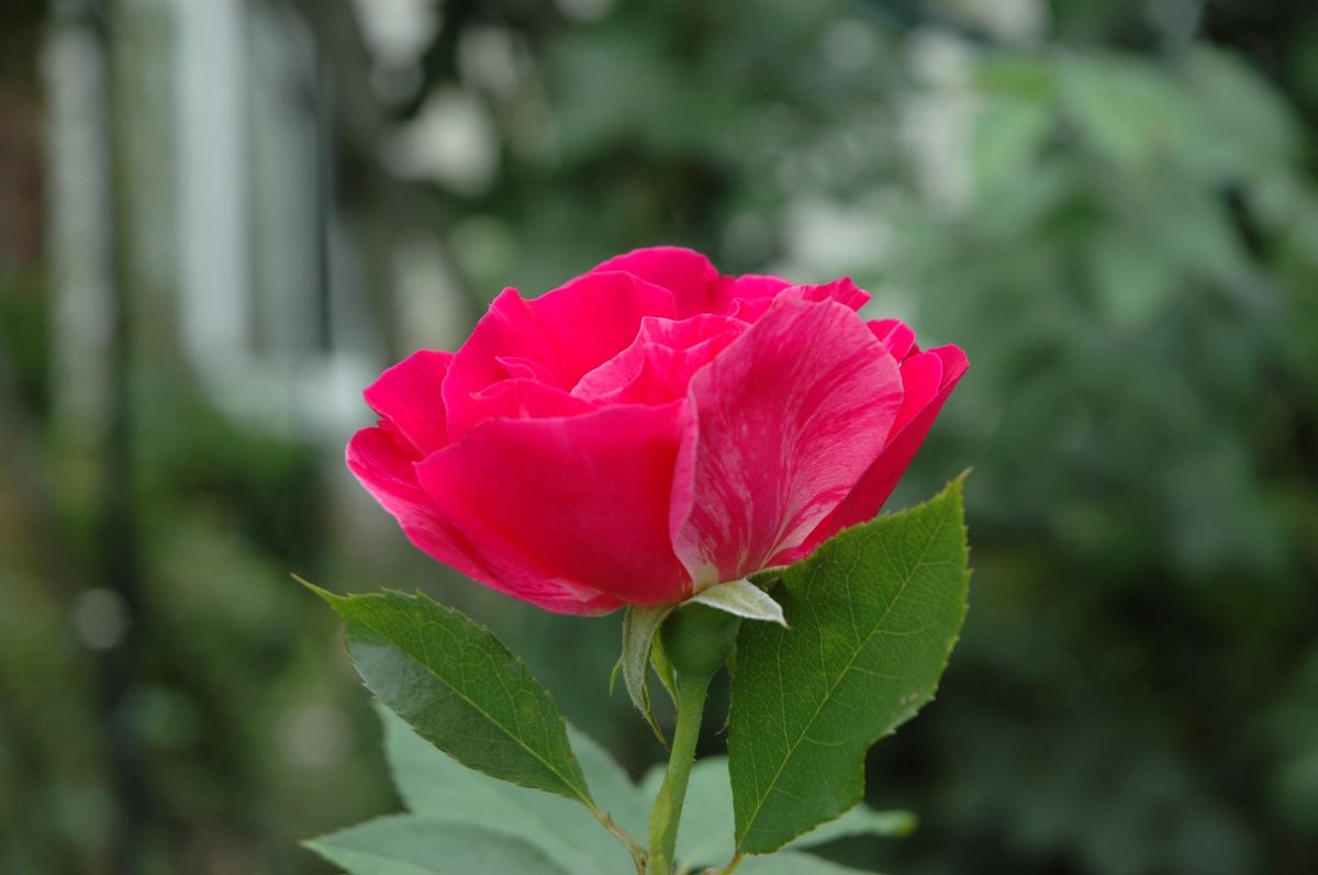 今日の薔薇　③