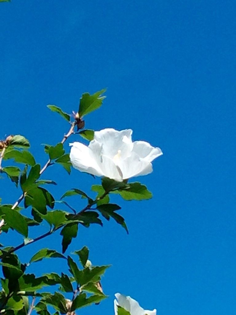 爽やかな青空(≧∇≦)ﾁﾄｱﾂｲｹﾄﾞ