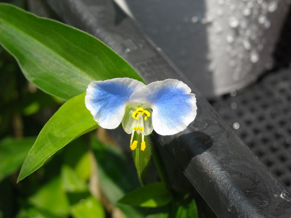 頂いたお花。