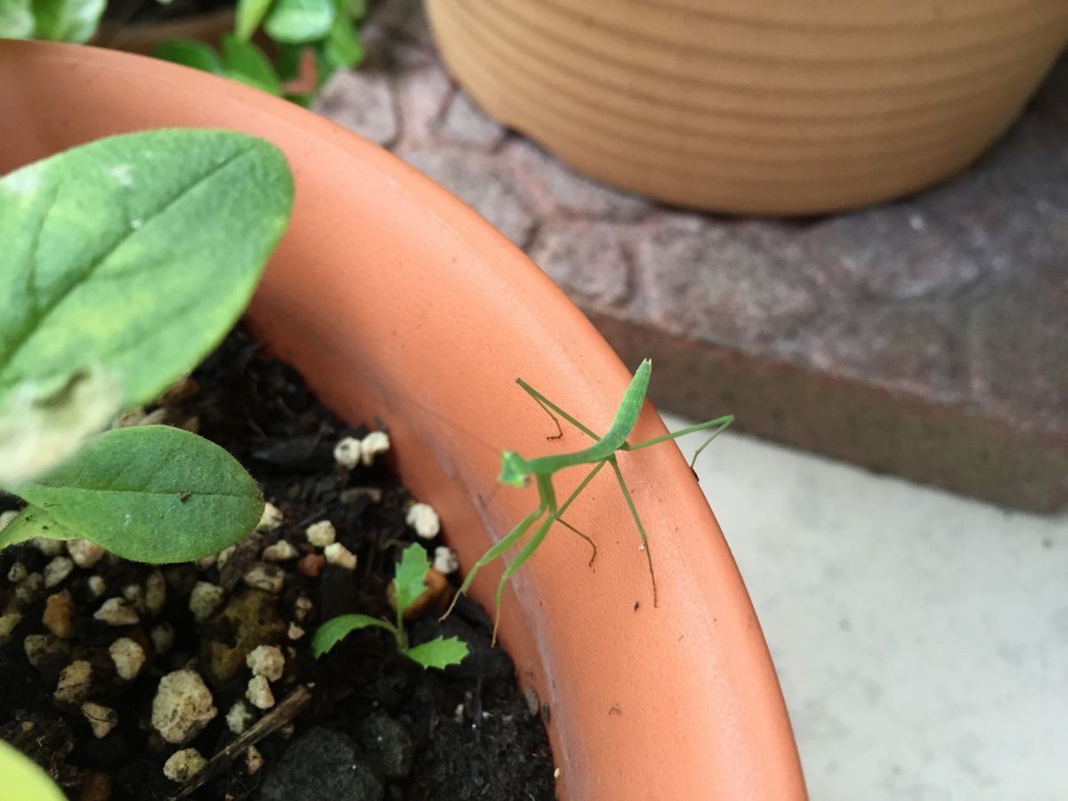 シクラメン、ディッキア、ついでのカマキリ