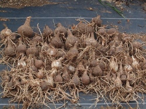 アマリリス・ベラドンナの植え替え